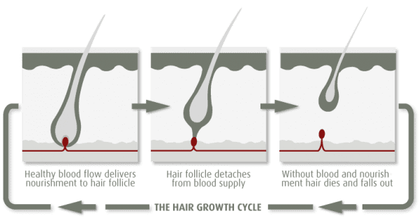 hair growth cycle 1 600x319 1