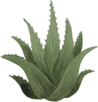 ingredient Aloe Vera 200x207.png