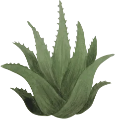 ingredient Aloe Vera.png