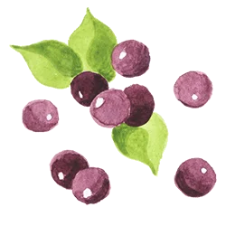 ingredient acai.png