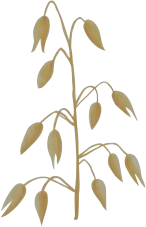 oat kernel extract.png 1